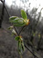 fioritura di nuovo ramo di albero dalle foglie foto