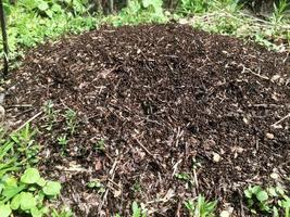 formiche brune selvatiche che brulicano intorno ai loro formicai foto