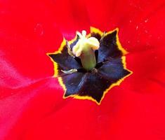 fiore di bellezza selvaggia con nettare che fiorisce nella campagna del campo foto