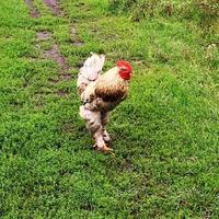 gallo uccello in cerca di cibo nell'erba verde foto