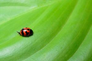 bella coccinella su una foglia verde foto