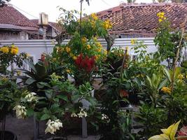 bellissimo giardino fiorito nel cortile foto