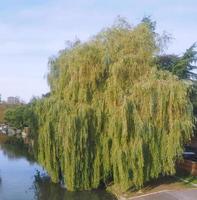 fiume cam a cambridge foto