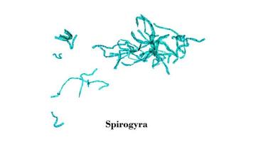 micrografia di cellule di spirogira foto