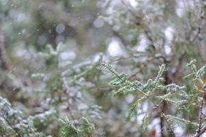 un rametto di giovane abete si sta addormentando in una forte nevicata. brutto bel tempo invernale. foto