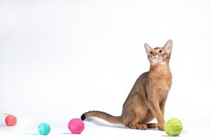 gatto abissino rosso adulto che gioca su uno sfondo bianco foto