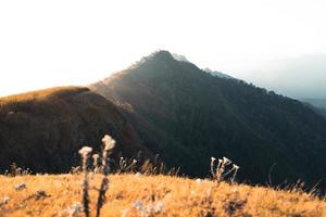 luce del mattino e montagne, montagne in estate fiori mattutini e primaverili foto