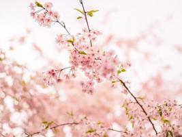 soft focus fiori di ciliegio fioriscono in primavera. foto