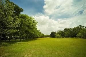 bella erba verde al parco foto