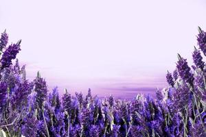 sfondo di fiori di lavanda foto