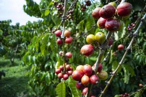 sfondo della fattoria del caffè foto