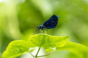 primo piano di una libellula nera seduta su una foglia alla luce del sole. foto