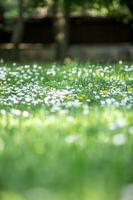 erba verde e margherite al sole al parco publik. messa a fuoco selettiva. foto