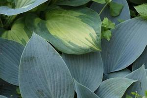 primo piano di una pianta di hosta, grande motivo a foglie blu-verdi, fogliame decorativo nel giardino all'aperto foto
