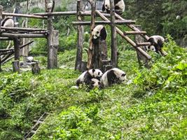 gruppo di panda che giocano nella foresta foto