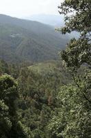 vista del bosco di conifere foto