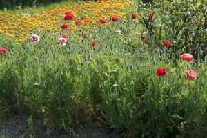 diffusione floreale in giardino foto