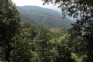 foresta di alberi di montagna foto