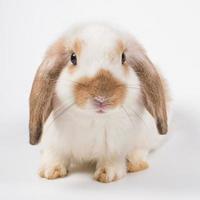 lop francese coniglio marrone orecchio occhio nero isolato su sfondo bianco foto