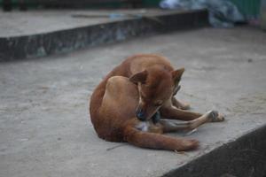 cane che dorme sul pavimento foto