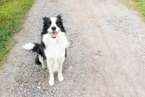 ritratto all'aperto di simpatico cucciolo sorridente border collie seduto sullo sfondo del parco. piccolo cane con faccia buffa nella soleggiata giornata estiva all'aperto. concetto di vita per animali domestici e animali divertenti. foto