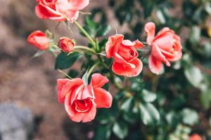 bellissimi fiori di rosa rosa in estate. sfondo della natura con rose rosse fiorite. ispirazione floreale naturale primaverile in fiore giardino o parco sullo sfondo. design d'arte retrò vintage fiore di bellezza. foto