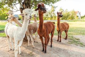 carino alpaca con faccia buffa che si rilassa nel ranch in una giornata estiva. alpaca domestici che pascolano sui pascoli nello sfondo naturale della campagna dell'azienda agricola ecologica. cura degli animali e concetto di agricoltura ecologica foto