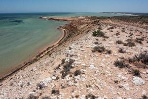 le acque sottostanti sono terreno fertile per piccoli squali. baia degli squali, australia occidentale. foto