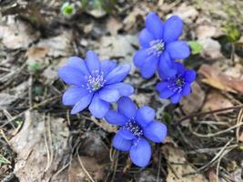 piccoli fiori blu nella foresta sull'erba secca dell'anno scorso. foto