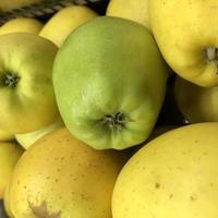 macro foto mele gialle e verdi. stock photo mela di frutta