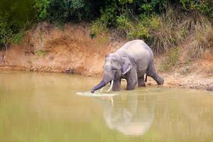 elefante tailandese nella foresta foto