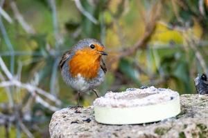 pettirosso seduto su un mattone e mangiare foto