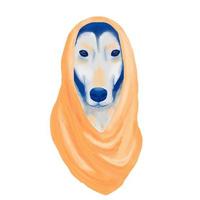 razza di cane saluki isolata su sfondo bianco. foto