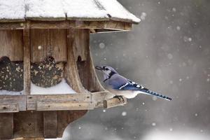 ghiandaia azzurra all'inverno della mangiatoia per uccelli foto