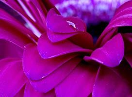 macro di gerbera da vicino foto