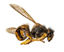 la vespa morta giace rannicchiata su un fianco con la groppa aperta foto