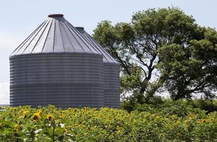 manitoba di campo di girasole foto