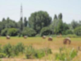 sfondo sfocato della natura foto