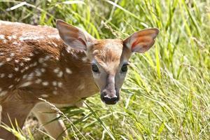 cucciolo di cervo foto