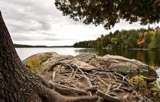 algonquin park muskoka ontario lago deserto foto