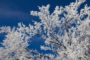 gelo invernale saskatchewan foto