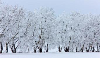 gelo invernale saskatchewan foto