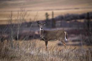 Cypress Hills Alberta Saskatchewan foto