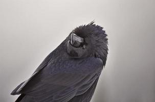 corvo in inverno foto