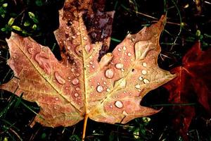 foglie d'autunno zucchero d'acero foto