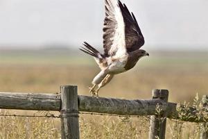 swainson hawk sul palo foto