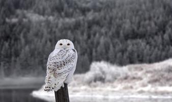 gufo delle nevi sul palo da recinzione foto