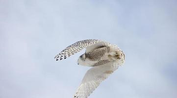 civetta delle nevi in volo foto