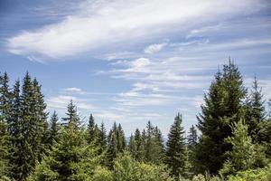 vista su boschi di conifere e montagne rocciose in bulgaria. foto