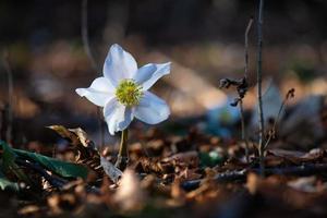 un fiore di elleboro nel bosco foto